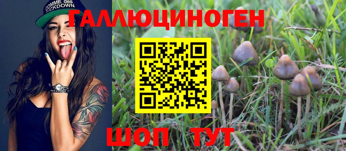 Выборг  Галлюциногенные грибы Psilocybine cubensis  даркнет сайт  Вход с VPN 